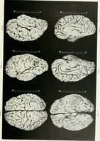 An illustration from Memoirs (1783)