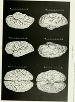 An illustration from Memoirs (1783)
