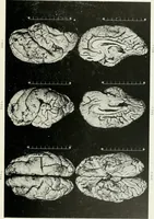 Picture 40 of 89 from Memoirs (1783), leaf 300