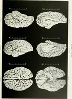 Picture 45 of 89 from Memoirs (1783), leaf 304