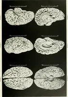 Picture 48 of 89 from Memoirs (1783), leaf 310