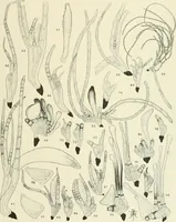 An illustration from Memoirs (1783)