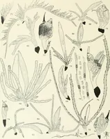 An illustration from Memoirs (1783)