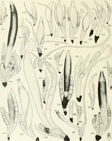 An illustration from Memoirs (1783)