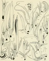 An illustration from Memoirs (1783)