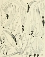 An illustration from Memoirs (1783)