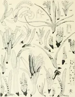 An illustration from Memoirs (1783)