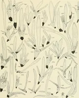 An illustration from Memoirs (1783)