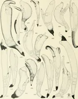 Picture 88 of 89 from Memoirs (1783), leaf 597