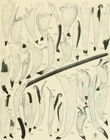 An illustration from Memoirs (1783)