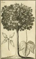 An illustration from Memoirs and observations topographical, physical, mathematical, mechanical, natural, civil, and ecclesiastical. Made in a late journey through the Empire of China, and published in several letters. Particularly upon the Chinese pottery and varnishing; the silk and other manufactures; the pearl fishing; the history of plants and animals. Description of their cities and publick works; number of people, their language, manners and commerce; their habits, oeconomy, and government. The philosophy of Confucius. The state of Christianity, with many other curious and useful remarks (1697)