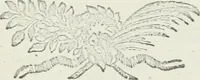 An illustration from Memorias sobre la granza, ò rubia, y su cultivo; con la descripción de los molinos para reducirla a polvo. Traducidas del francès de orden de la Real Junta General de Comercio (1763)