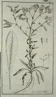 An illustration from Memorie di osservazioni e di sperienze sopra la colutra, e gli usi di varie piante che servono, o che servir possono utilmente alla tintura, all'economia, all'agricoltura, ec (1766)