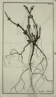 Picture 4 of 5 from Memorie di osservazioni e di sperienze sopra la colutra, e gli usi di varie piante che servono, o che servir possono utilmente alla tintura, all'economia, all'agricoltura, ec (1766), leaf 149