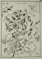 An illustration from Memorie di osservazioni e di sperienze sopra la colutra, e gli usi di varie piante che servono, o che servir possono utilmente alla tintura, all'economia, all'agricoltura, ec (1766)
