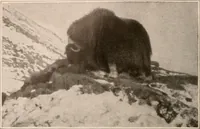 An illustration from Men of the old stone age : their environment, life and art (1916)