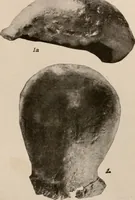 An illustration from Men of the old stone age : their environment, life and art (1916)