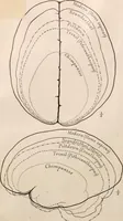 Picture 39 of 270 from Men of the old stone age : their environment, life and art (1916), leaf 119
