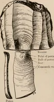 Picture 86 of 270 from Men of the old stone age : their environment, life and art (1916), leaf 206
