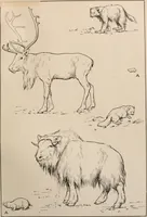 Picture 98 of 270 from Men of the old stone age : their environment, life and art (1916), leaf 228