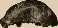 Picture 108 of 270 from Men of the old stone age : their environment, life and art (1916), leaf 252