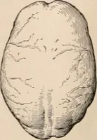 An illustration from Men of the old stone age : their environment, life and art (1916)