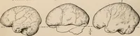 An illustration from Men of the old stone age : their environment, life and art (1916)