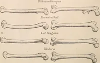 An illustration from Men of the old stone age : their environment, life and art (1916)