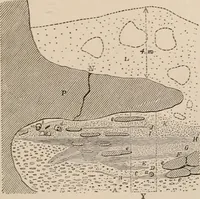 An illustration from Men of the old stone age : their environment, life and art (1916)