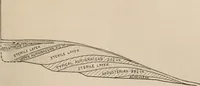 Picture 166 of 270 from Men of the old stone age : their environment, life and art (1916), leaf 358