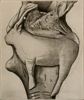 Picture 181 of 270 from Men of the old stone age : their environment, life and art (1916), leaf 388