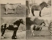 An illustration from Men of the old stone age : their environment, life and art (1916)