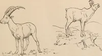 An illustration from Men of the old stone age : their environment, life and art (1916)