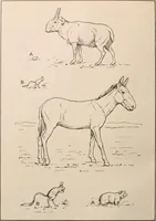 An illustration from Men of the old stone age : their environment, life and art (1916)