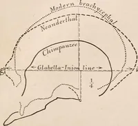 An illustration from Men of the old stone age : their environment, life and art (1916)