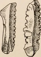 An illustration from Men of the old stone age : their environment, life and art (1916)