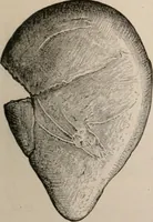 An illustration from Men of the old stone age : their environment, life and art (1916)