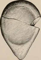 An illustration from Men of the old stone age : their environment, life and art (1916)