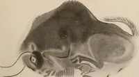 An illustration from Men of the old stone age : their environment, life and art (1916)