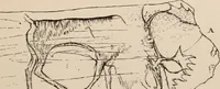 An illustration from Men of the old stone age : their environment, life and art (1916)
