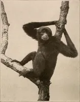 Picture 16 of 270 from Men of the old stone age : their environment, life and art (1916), leaf 85