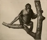 An illustration from Men of the old stone age : their environment, life and art (1916)