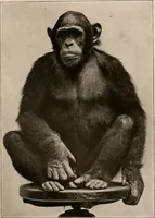 An illustration from Men of the old stone age : their environment, life and art (1916)