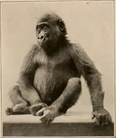 An illustration from Men of the old stone age : their environment, life and art (1916)
