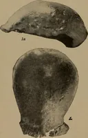 An illustration from Men of the old stone age, their environment, life and art (1918)