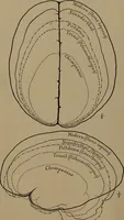 An illustration from Men of the old stone age, their environment, life and art (1918)