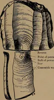 An illustration from Men of the old stone age, their environment, life and art (1918)