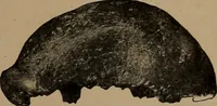 An illustration from Men of the old stone age, their environment, life and art (1918)