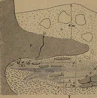 An illustration from Men of the old stone age, their environment, life and art (1918)