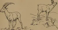An illustration from Men of the old stone age, their environment, life and art (1918)